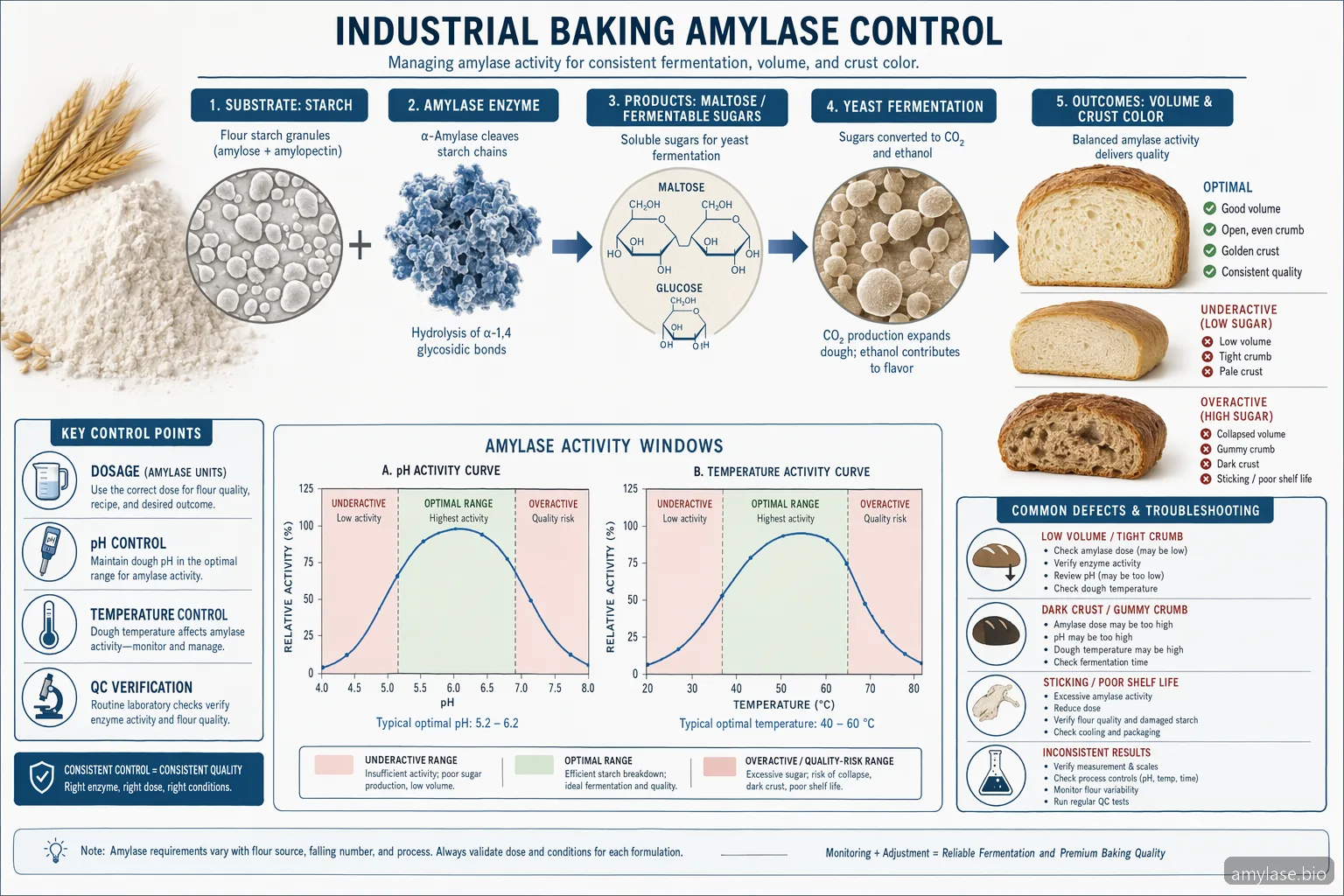 amylase enzyme dosage pH temperature baking diagram mapping starch conversion to maltose across pH and heat ranges