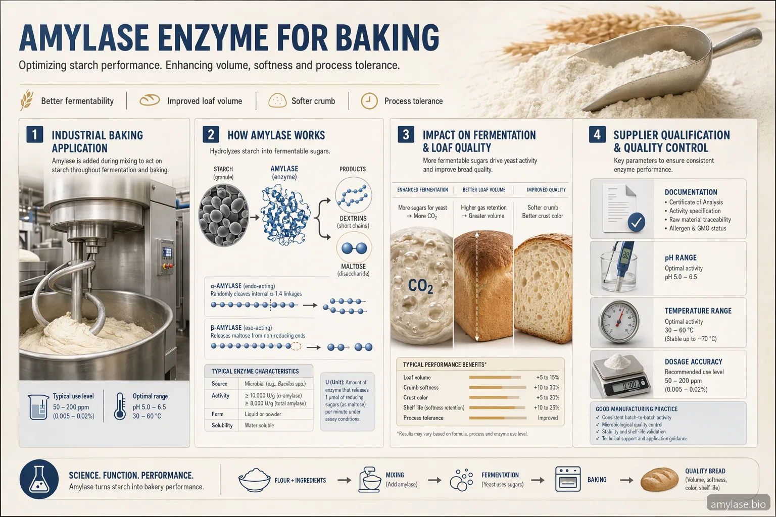 amylase enzyme for baking supplier guide infographic showing dough handling, fermentation, loaf volume, and QC