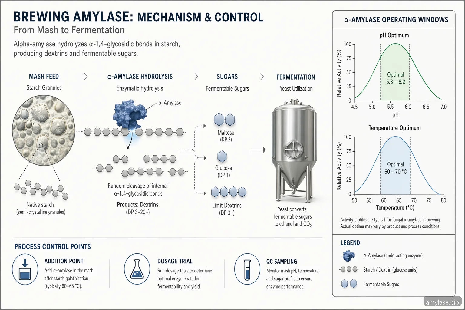 Amylase Enzyme for Brewing: Practical Selection and Process Guide — process diagram