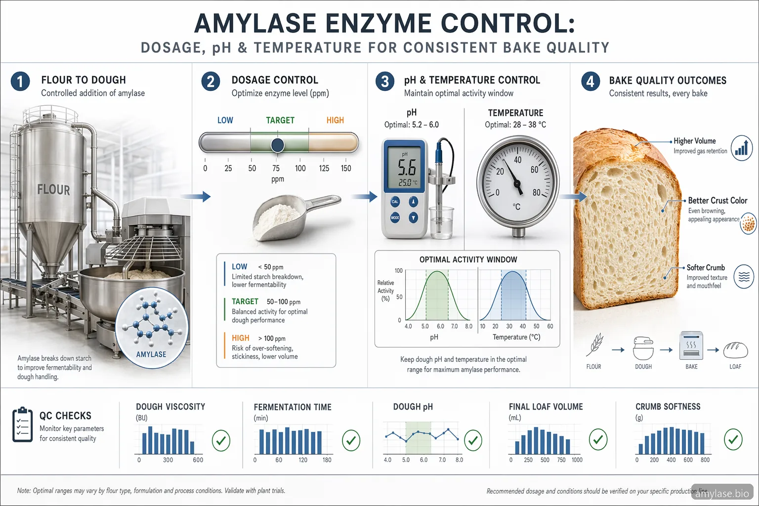 amylase enzyme dosage pH temperature baking infographic showing loaf volume, fermentation, crust color, and QC controls